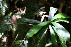 Atractocarpus chartaceus