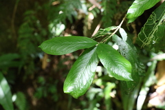 Atractocarpus chartaceus