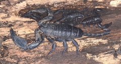 Opisthacanthus elatus