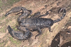Opisthacanthus elatus