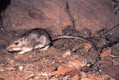 Bailey's Pocket Mouse photo 1