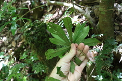 Atractocarpus chartaceus