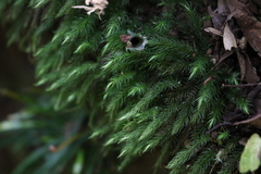 Echinodiopsis hispida