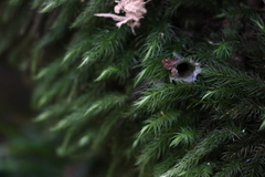 Echinodiopsis hispida