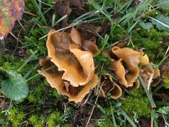 Sowerbyella radiculata