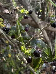 Galium aschenbornii