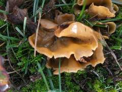 Sowerbyella radiculata