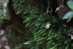 Echinodiopsis hispida