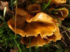 Sowerbyella radiculata