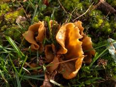 Sowerbyella radiculata