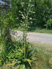 Eryngium floribundum