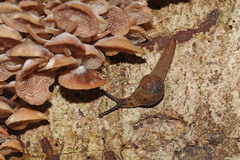 Stanisicarion aquila