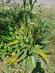 Eryngium floribundum