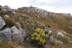 Brunia sphaerocephala