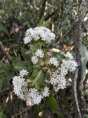 Stevia ovata