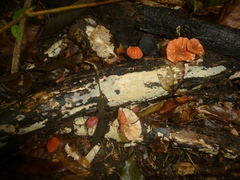 Marasmius hypophaeus