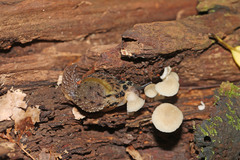 Stanisicarion aquila