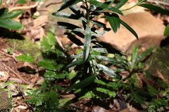 Podocarpus elatus
