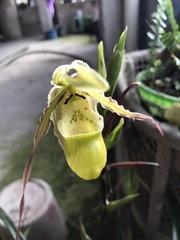Phragmipedium