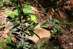 Podocarpus elatus