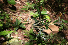 Podocarpus elatus