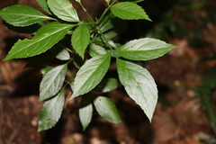 Sambucus australasica