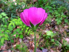 Callirhoe papaver