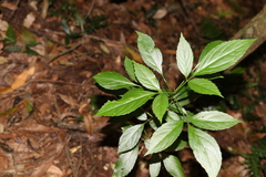 Sambucus australasica