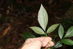 Sambucus australasica