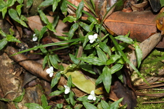 Aneilema biflorum