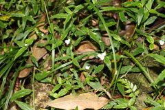 Aneilema biflorum
