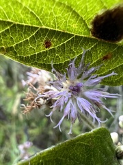 Lepidaploa canescens