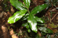 Leichhardtia flavescens