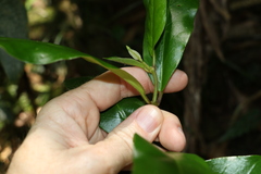 Leichhardtia flavescens