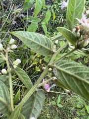 Lepidaploa canescens