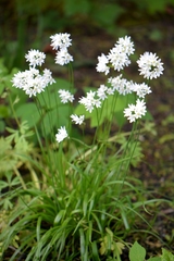 Allium zebdanense