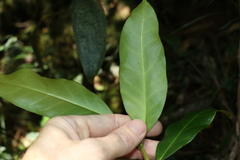 Leichhardtia flavescens