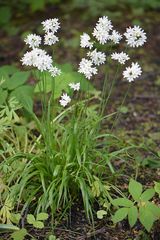 Allium zebdanense