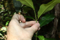 Leichhardtia flavescens