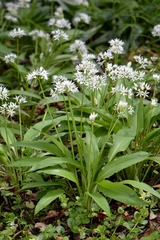 Allium zebdanense
