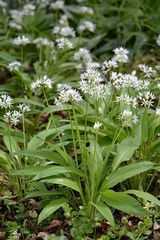 Allium zebdanense