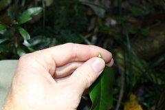 Leichhardtia flavescens
