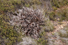 Protea caespitosa