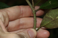 Leichhardtia flavescens