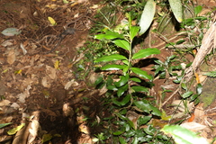 Leichhardtia flavescens