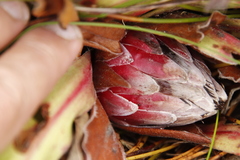 Protea caespitosa