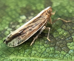 Stenocranus vittatus
