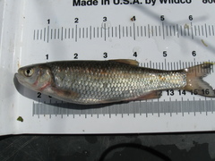 Squalius laietanus