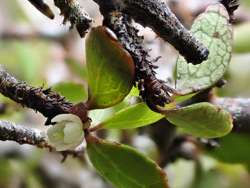 Aristotelia fruticosa (Aristotelia fruticosa)