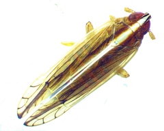 Stenocranus vittatus